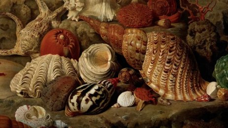 H. F. Wiertz: Shells and Marine Plants