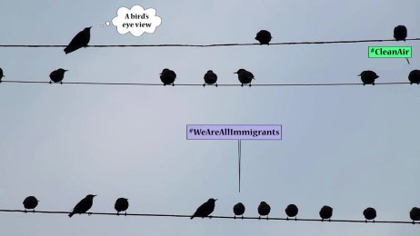 Even The Birds Know It