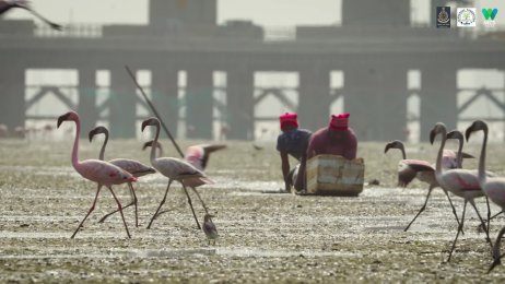 The Creekside Neighbours: The Golden Jackals of Mumbai